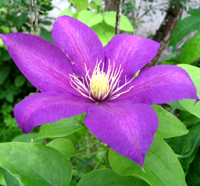 clematis Pille