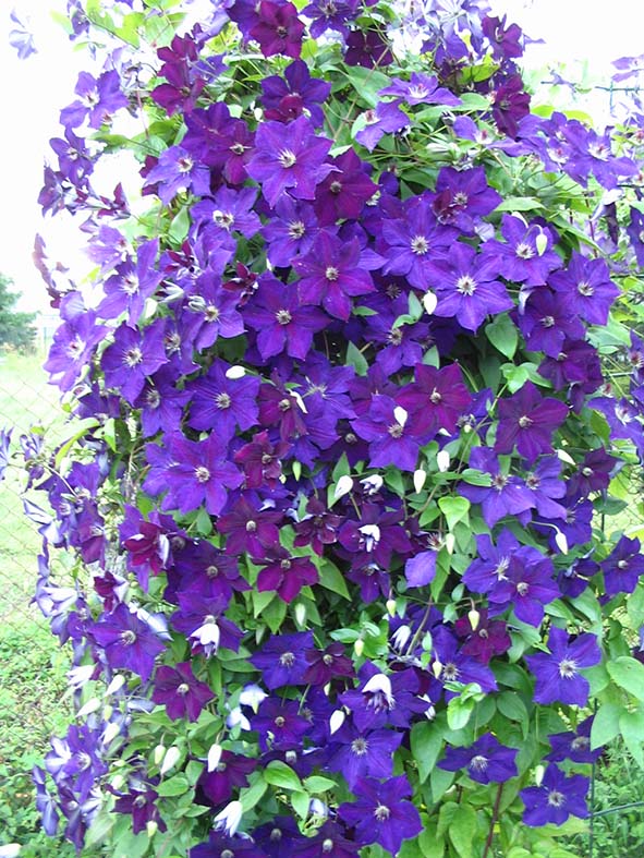 clematis Aksel
