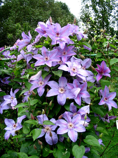 clematis Minister