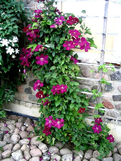 clematis Rouge Cardinale