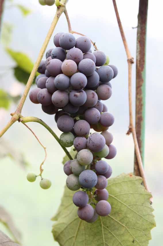 Vynuogės Riparia Hybrid