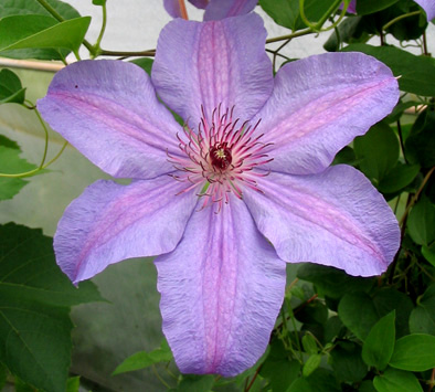 clematis Minister