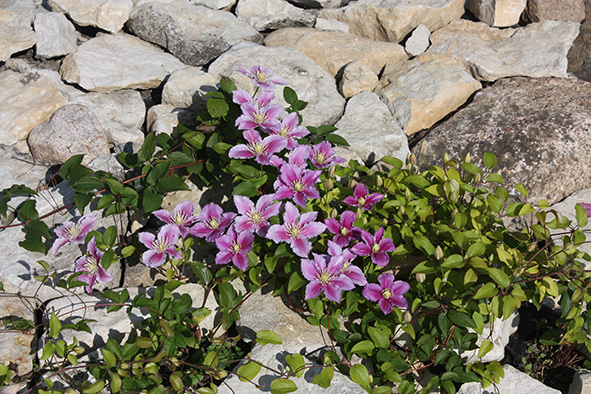 clematis 'Piilu'