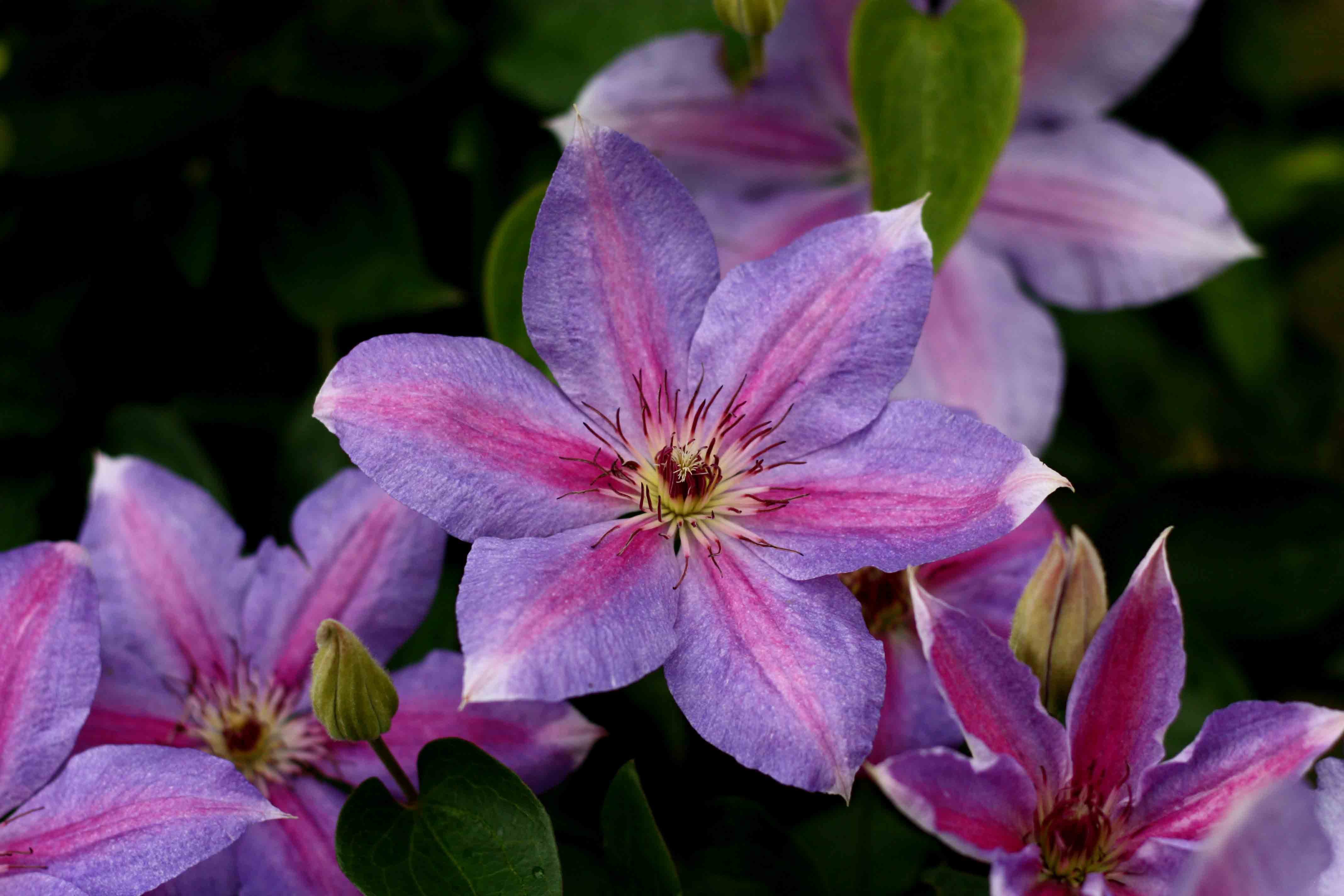 clematis Sireen