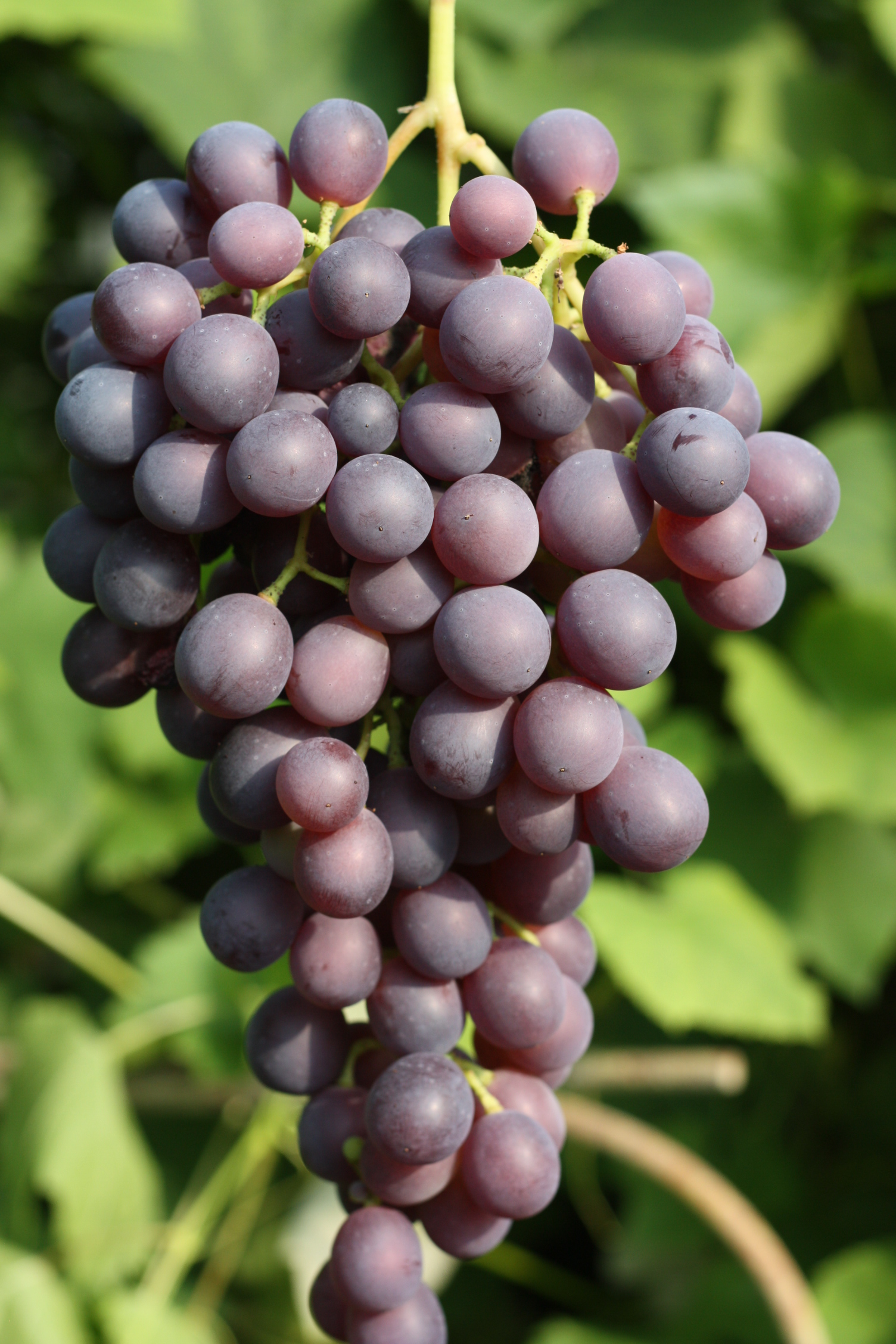 Grape Agat Donskoi