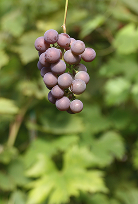 Grape Lydia