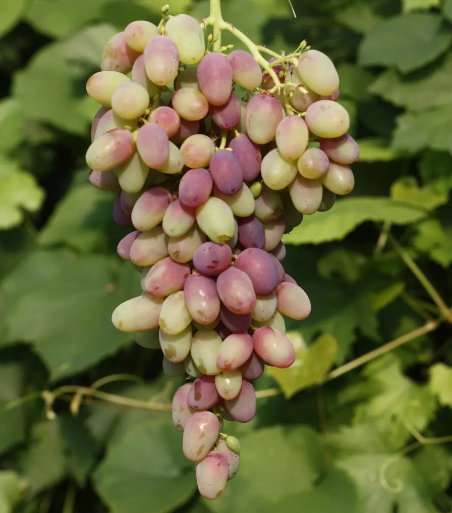 Viinamarjasort Arotsnoi