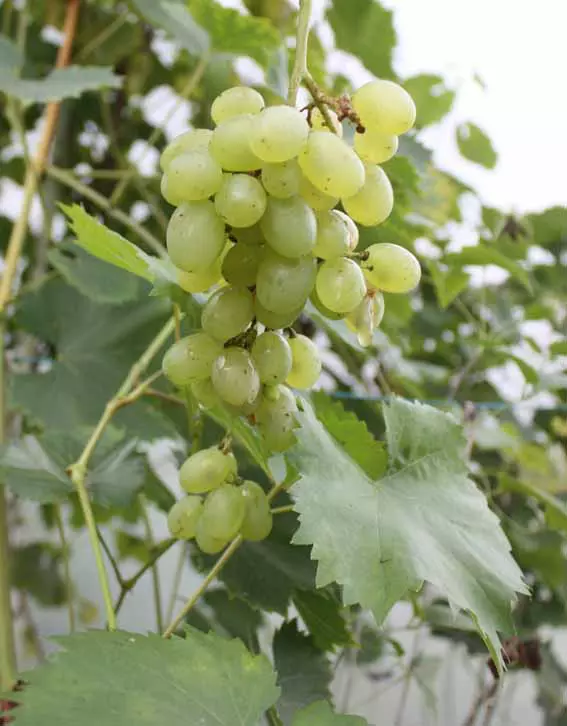 Viinamarjasort Pleven Ustoitšivõi