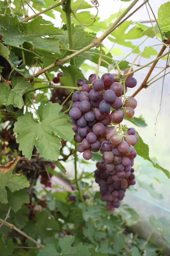 Viinamarjasort Russki Violetovõi