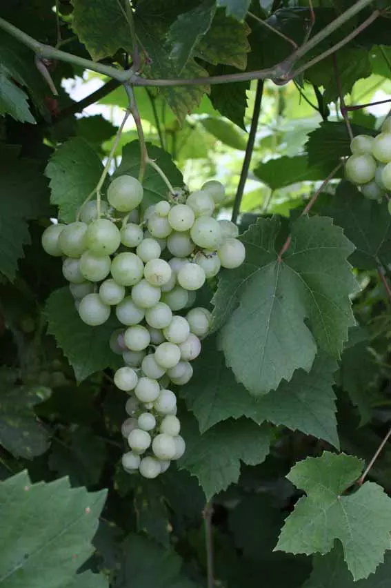 Viinamarjasort Rusven