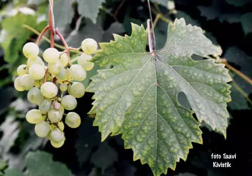 Viinamarjasort Severnõi Rannii