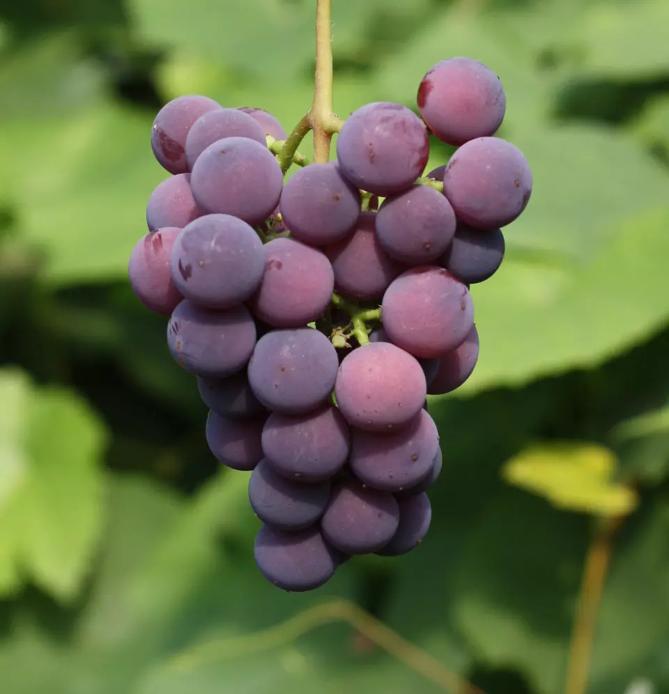 Viinamarjasort Sirvinta