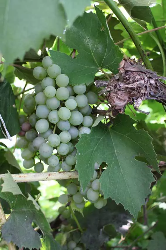 Viinamarjasort Veina