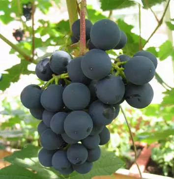 Viinamarjasort Zilga