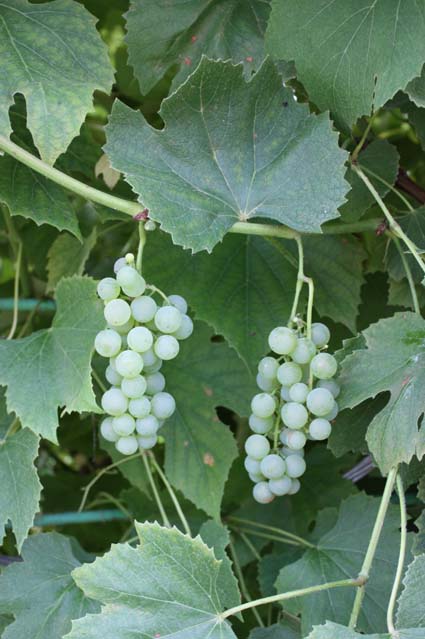grape Adalmina