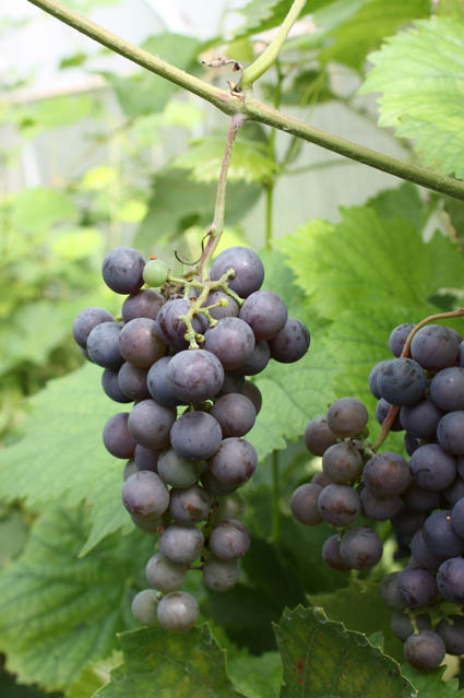 Viinamarjasort Albo Varheaja