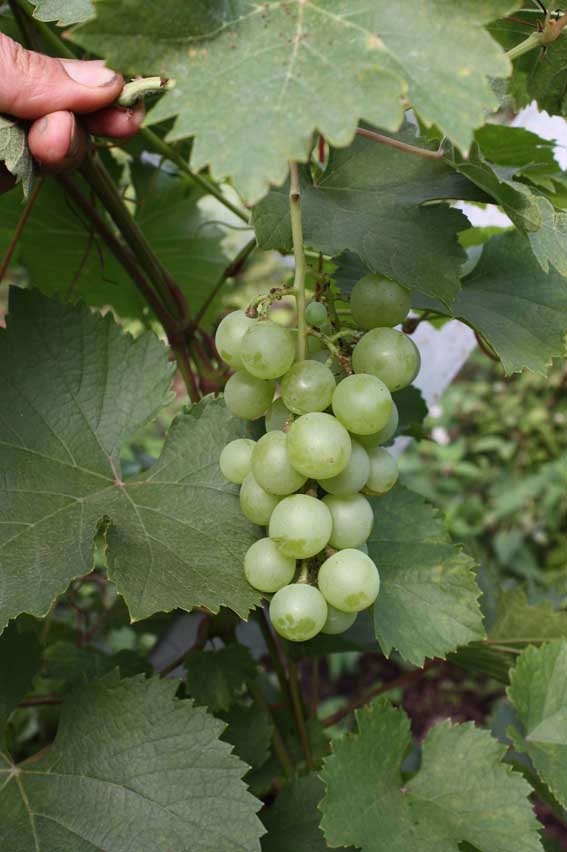 Viinamarjasort Golubena Nou
