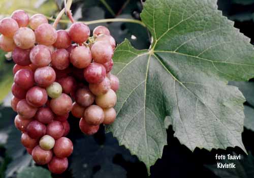 grape Guna