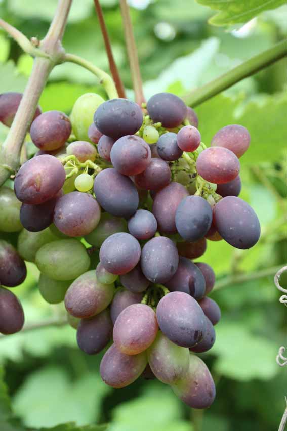 grape kodrjanka
