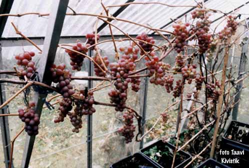 grape Krasavets