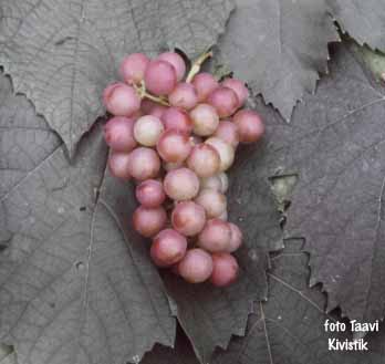 grape Krasavets
