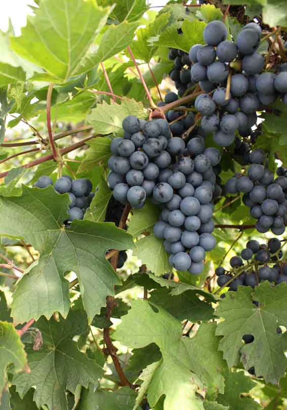 grape Kuzminski sinii 