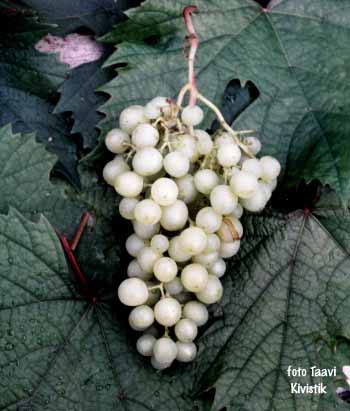 grape Madeleine Angevine