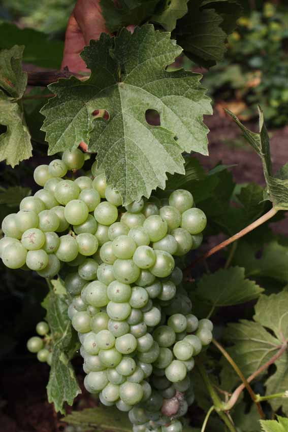 grape Madeleine Royale