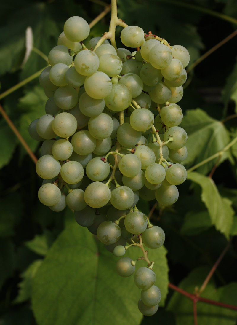 grape Olga
