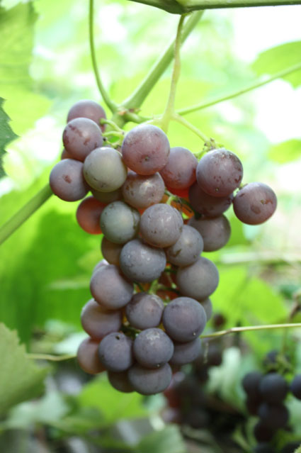 grape Price