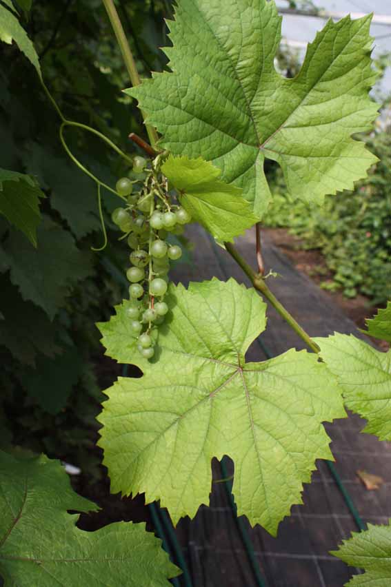 grape Russkaja Korinka