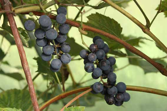 Vynuogės Sabrevois