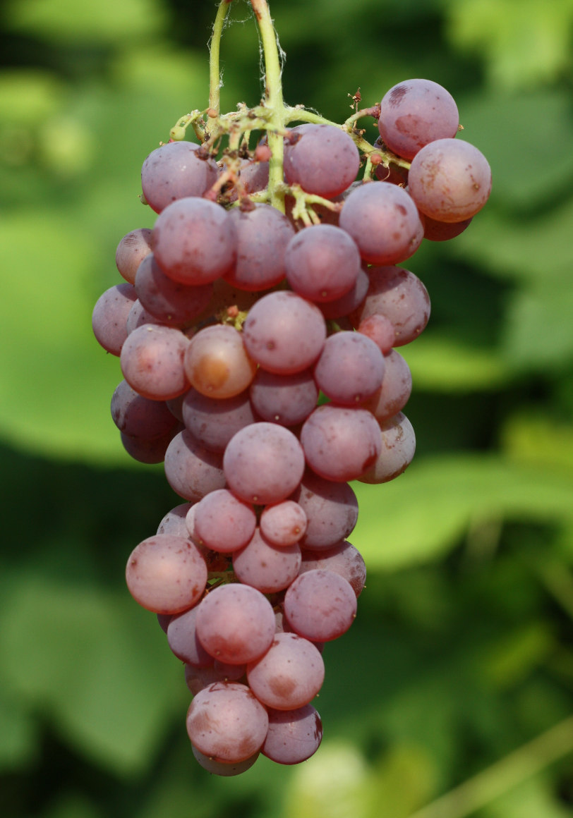 Viinamarjasort Somerset seedless 
