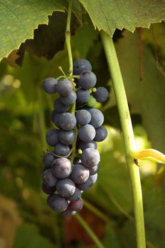 grape HASAINE SLADKI