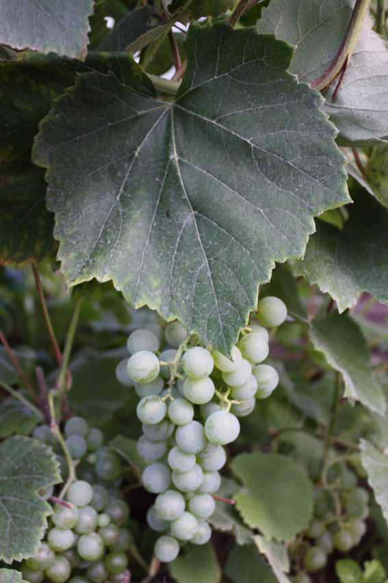 Viinamarjasort white swensson