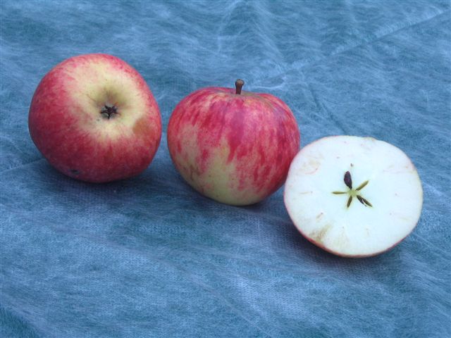 apple Karlaparl