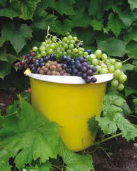 Roogoja talu viinamarjad