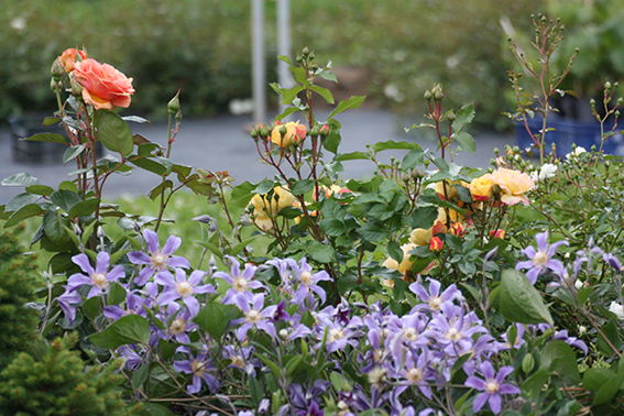 clematis 'Juuli'